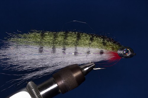Fishskull poisson blanc tigre - fishskull,