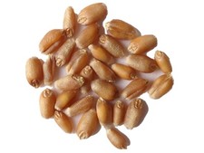 Blé Tendre d´Hiver LG Absalon - Triticum Aestivum L. - SEM27