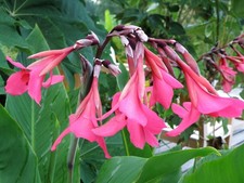 Canna iridiflora Ehemanii ° 1