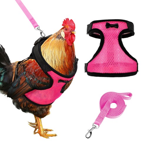 Chicken harness with leash - harness,