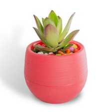 10 X Mini Pot Rond Succulent