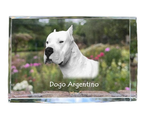 Dogue argentin cristal avec