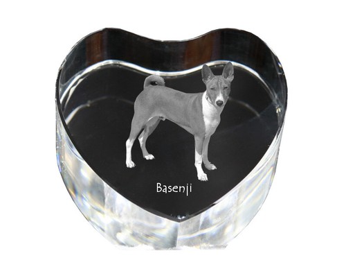 Basenji kongo terrier - basenji, collier