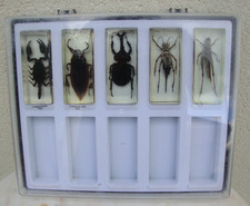 coffret de 5 grands insectes