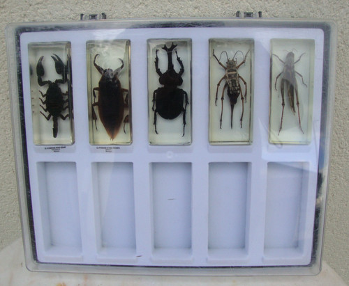 Coffret grands insectes - 5,