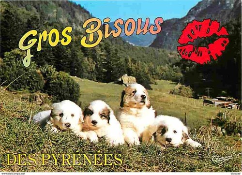 Carte postale animaux - animaux,
