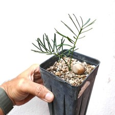 Macrozamia stenomera SEEDLING WITH TWO LEAVES - Palmier Macrozamia | Palmier aus