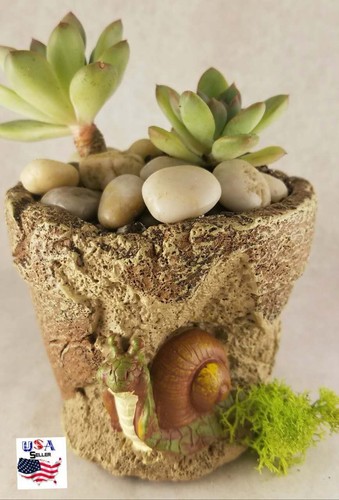 Succulent plant flower - plant, clay