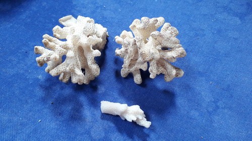 Corail blanc ancien