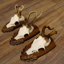 Cerf 3 Pièce Anormales