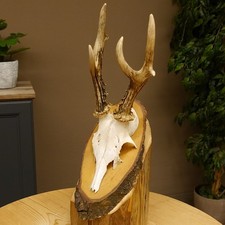 Bois de Cervidés Anormal