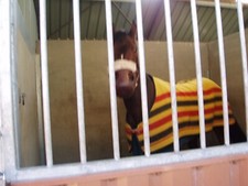 couverture de cheval pour