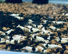 Lot de 10 Crevettes Cantonensis Pure Black Line Aquarium Poissons Plantes