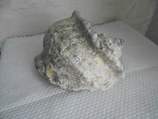 Gros coquillage 1,460 kg