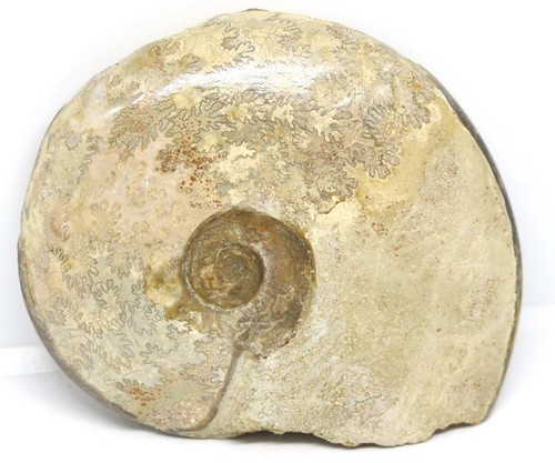 Brasilia ammonite fossil - brasilia,