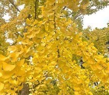 Ginkgo biloba 100-120cm |