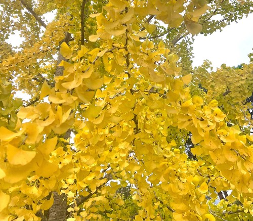 Ginkgo biloba 100 - -120cm, |
