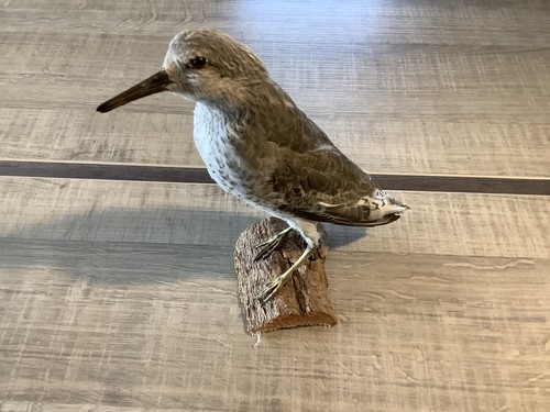 Taxidermie oiseaux - taxidermie,