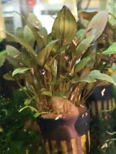 CRYPTOCORYNE UNDULATUS ROUGE