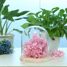 Cloche en verre avec socle en