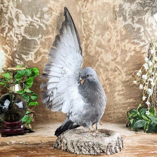 Rock pigeon bird livia - rock,