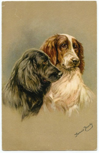 Portrait chiens epagneul - portrait, de