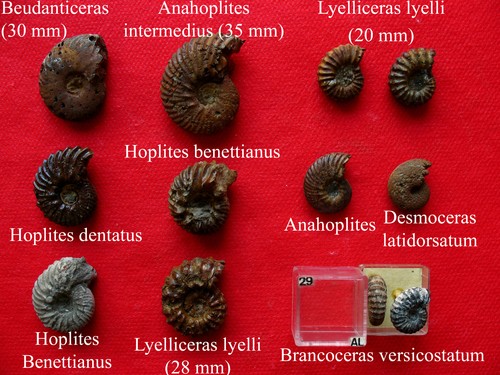 Lot ammonites de - 12,