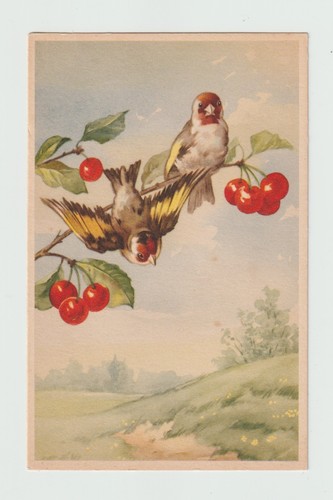 Oiseaux chardonnerets cpa - oiseaux,