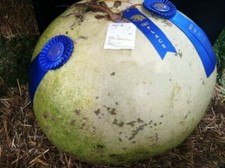 CITROUILLE À FIASCO GÉANTE