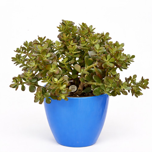 Crassula ovata 10cm jade - crassula, 8-10cm
