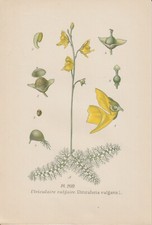 Tuyau D'Arrosage (Utricularia