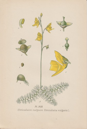 Tuyau arrosage utricularia - tuyau, d'arrosage