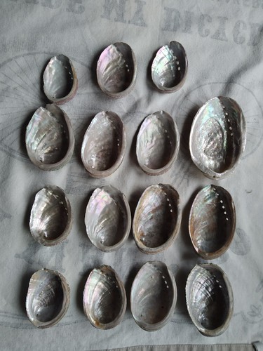 Coquilles ormeaux abalone - coquilles, ,abalone