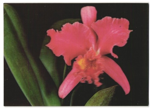 Carte postale fleur - 3d, d'une