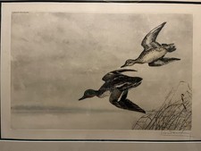 Gravure Canards Léon Danchin 