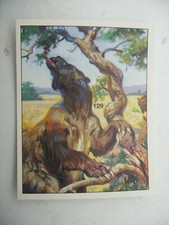 Stikers album PANINI 1992 immage Animaux Prehistorique Prehistoric Vignette #129