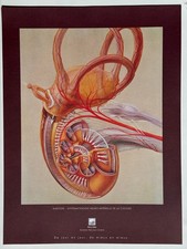 Affiche dessin anatomie - Audition cochlée - Francis de Perrois 1975