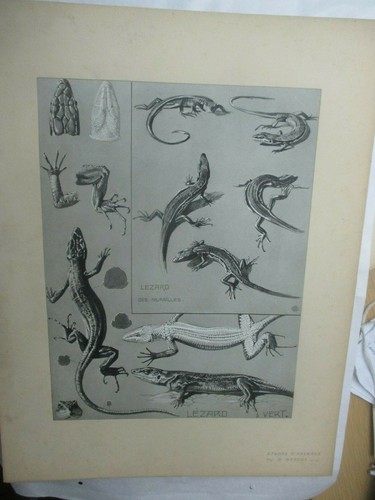 Mathurin méheut planche - mathurin,