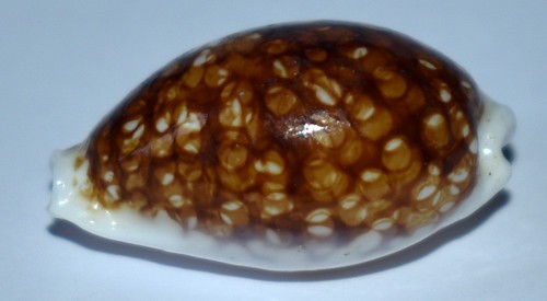 Sea shell coquillages - shell,