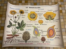 affiche scolaire " LES RENONCULACÉES - LES CRUCIFÈRES  " années 60