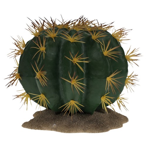 Terre kaktus echinocactus - de,