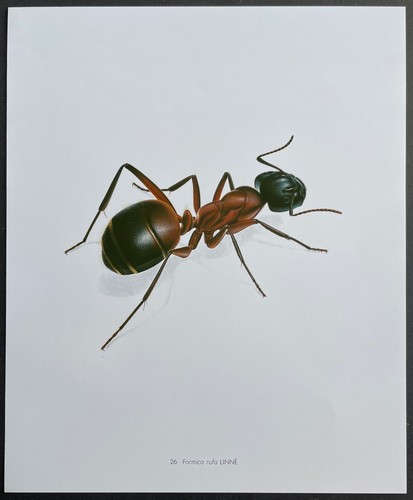 Entomologie formica rufa - entomologie,