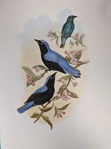 1969 oiseau imprimé bornéo - imprimé,