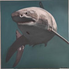 '" Requin Blanc" superbe