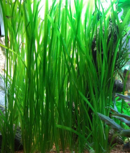 Vallisneria spiralis plante - vallisneria,