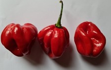 20 graines de piment Habanero Red Savina rouge