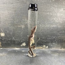 #3 - Spécimen humide de gecko