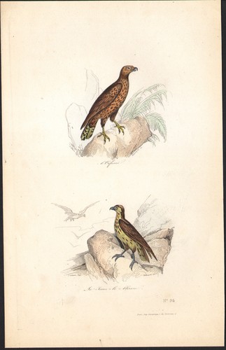 1853 gravure aquarellée - gravure,