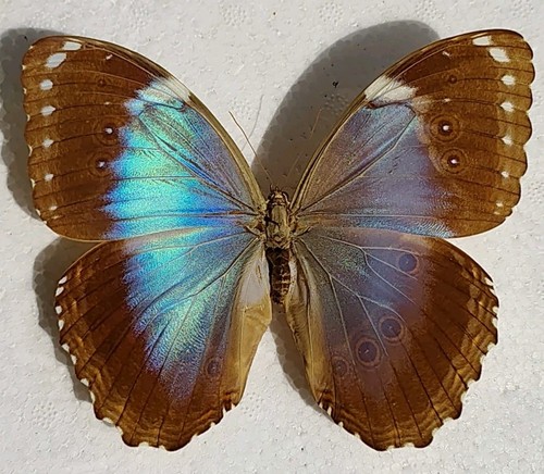 Morpho helenor ssp anakreon - morpho, ssp.