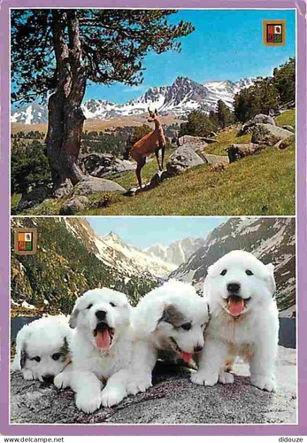 Carte postale animaux - postale,